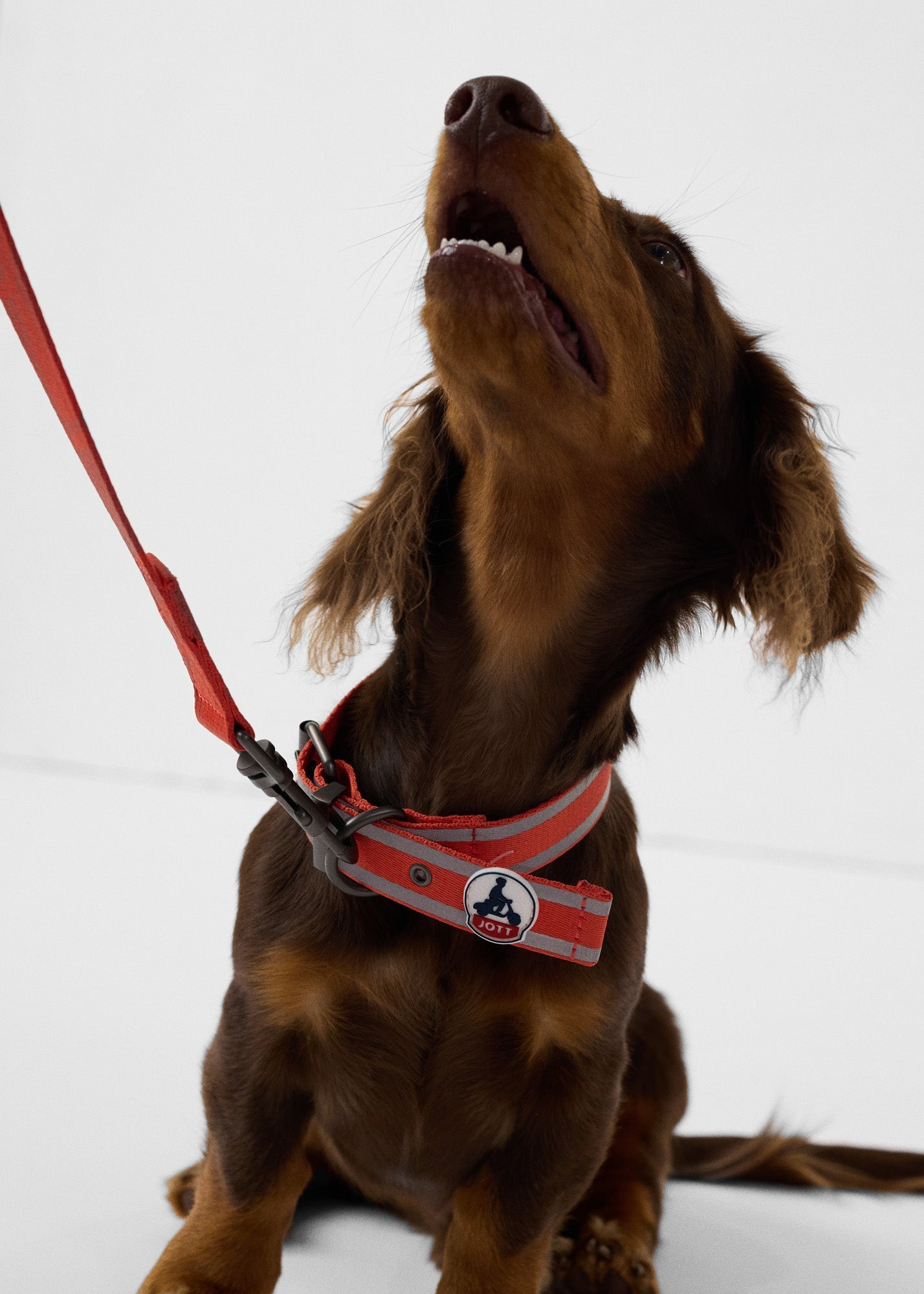 Collier pour chien Rouge feu Pancho